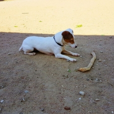 Image pour l'annonce donne femelle jack russel