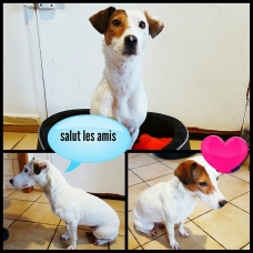 Image pour l'annonce donne femelle jack russel