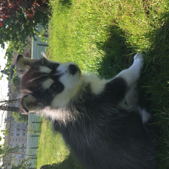 Image pour l'annonce Bébés Husky Sibérien