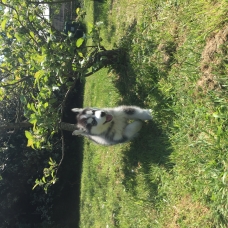 Image pour l'annonce Bébés Husky Sibérien