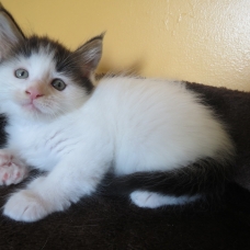 Image pour l'annonce Chaton Maine coon polydactyle Loof Van