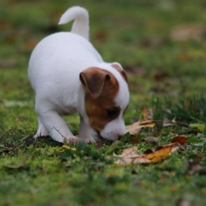 Image pour l'annonce Magnifique chiots de type Jack russell disponible de suite