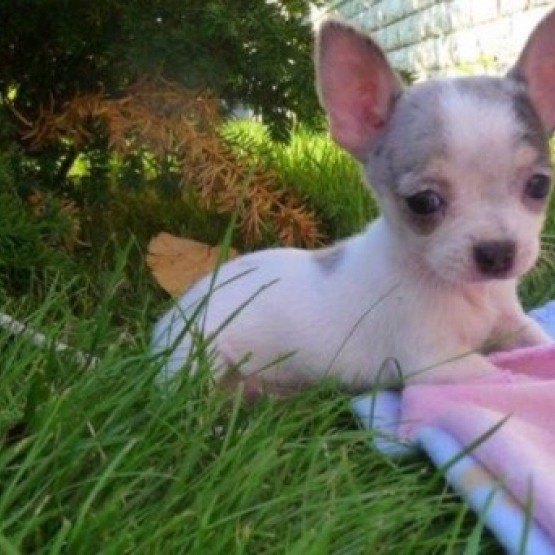 Image pour l'annonce Adorable chiot chihuahua cherche famille