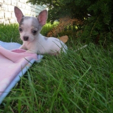 Image pour l'annonce Adorable chiot chihuahua cherche famille