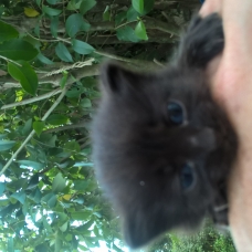 Image pour l'annonce donne chatons abandonnés par la mère