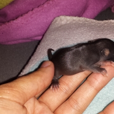 Image pour l'annonce Bebe rats adoptions