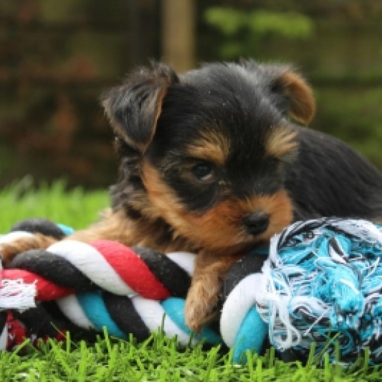 Image pour l'annonce Jolie Chiots Yorkshire Terrier