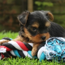 Image pour l'annonce Jolie Chiots Yorkshire Terrier