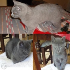 Image pour l'annonce Chatons chartreux Loof+ paiement 10x + Livraison