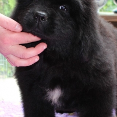 Image pour l'annonce Chiot mâle Terre-Neuve LOF