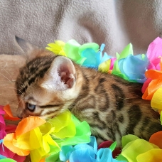 Image pour l'annonce 3 chatons bengal mâle a reserver