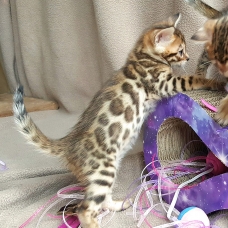 Image pour l'annonce 3 chatons bengal mâle a reserver