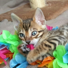 Image pour l'annonce 3 chatons bengal mâle a reserver