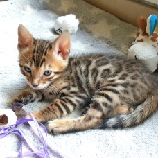 Image pour l'annonce 3 chatons bengal mâle a reserver