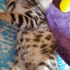 Image pour l'annonce chaton Bengal  LOOF à vendre