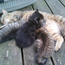 Image pour l'annonce 3 chatons à donner