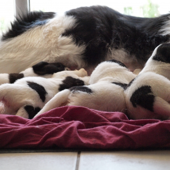 Image pour l'annonce Chiots Landseer LOF à réserver