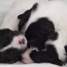 Image pour l'annonce Chiots Landseer LOF à réserver