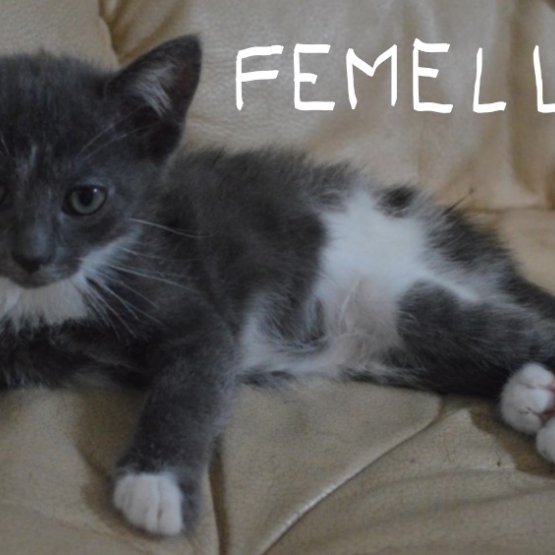 Image pour l'annonce donne  chaton male et femelle