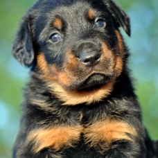 Image pour l'annonce chiots beauceron inscrit au lof à réserver