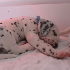 Image pour l'annonce Adoptez votre chiot dalmatien LOF né le 13/05/17 testé PEA