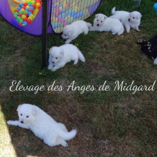 Image pour l'annonce Chiots Berger blancs suisses, poil long à réserver