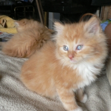 Image pour l'annonce A donner chaton roux à poils longs et petits chaussons blancs