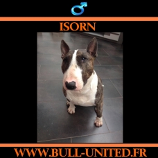 Image pour l'annonce Bull Terrier - Isorn