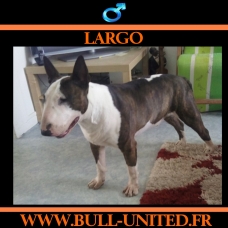 Image pour l'annonce Bull Terrier Lof - LARGO