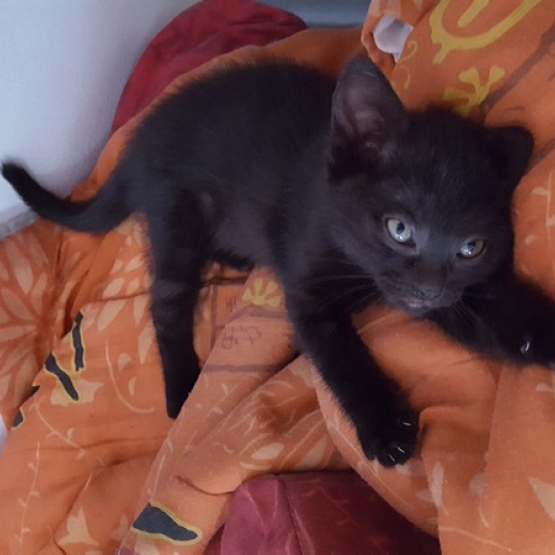 Image pour l'annonce Chaton femelle de 2 mois