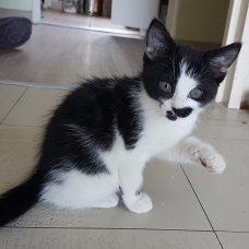 Image pour l'annonce Chaton femelle de 2 mois tigrée à adopter - ARIA