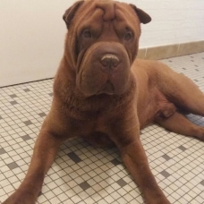 Image pour l'annonce saillie shar pei