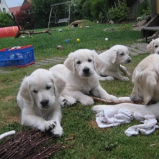 Image pour l'annonce chiots Golden retriever