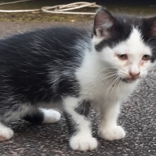 Image pour l'annonce Donne chaton mâle noir et blanc