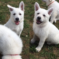 Image pour l'annonce A Vendre Chiots berger blanc suisse LOF