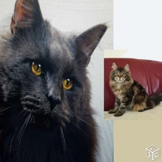 Image pour l'annonce Chatons maine coon Loof+paiement 10x+Livraison