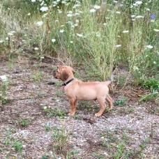 Image pour l'annonce Chiot type dogue malinois