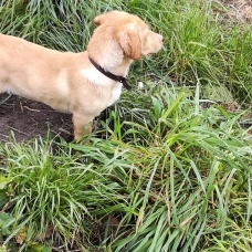 Image pour l'annonce Vend labradors croisé teckel