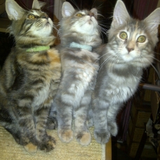 Image pour l'annonce Vends chatons femelles LOOF Maine Coons