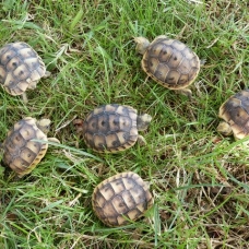 Image pour l'annonce Tortue de terre ibera