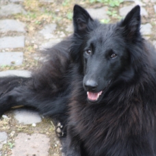 Image pour l'annonce Berger Belge Groenendael