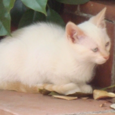 Image pour l'annonce donne trois chatons agés de 10 semaines