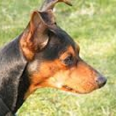 Image pour l'annonce Vente Pinscher Nain