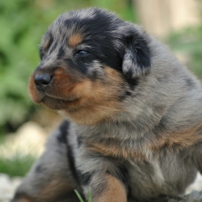 Image pour l'annonce chiots beauceron à réserver