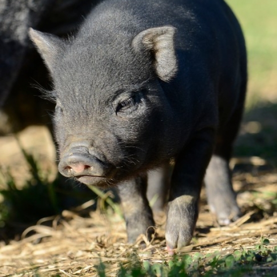 Image pour l'annonce Adorables véritables bébés mini cochons vietnamiens