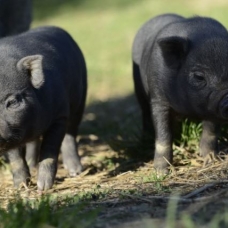 Image pour l'annonce Adorables véritables bébés mini cochons vietnamiens