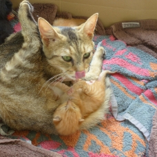 Image pour l'annonce Chatte tigrée et ses 3 chatons (2 roux et 1 noir) à donner