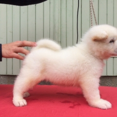 Image pour l'annonce Chiots Akita americain