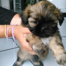 Image pour l'annonce Vends chiots SHIH TZU