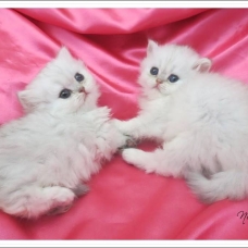 Image pour l'annonce Chatons persan femelles Chinchilla Loof